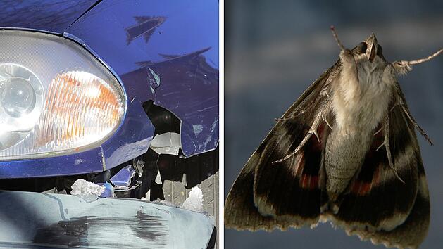 Coburg: Verkehrsunfall wegen einer Motte - Auto prallt gegen Stra&szlig;enschild