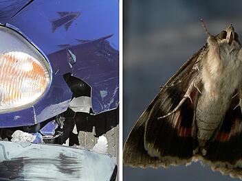 Coburg: Verkehrsunfall wegen einer Motte - Auto prallt gegen Stra&szlig;enschild