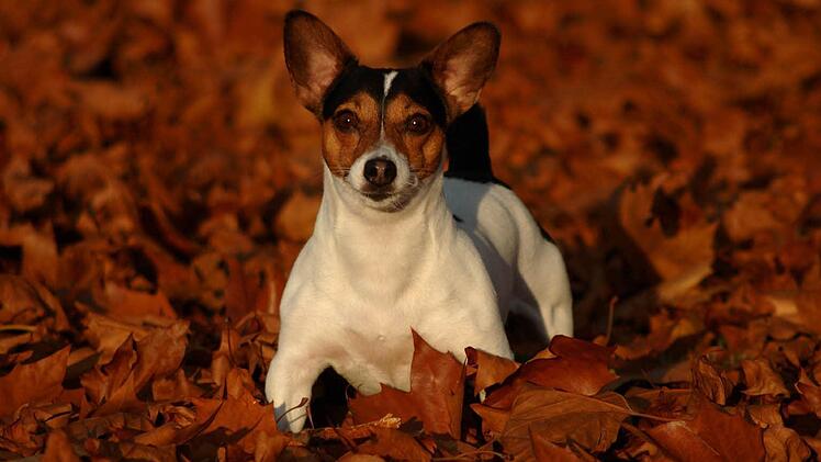 Platz drei: Ton in Ton - Jack-Russel-Terrier im Herbstlaub, Foto: Harald Koch, Ort: Redwitz an der Rodach