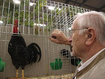 Gerhard Pfeiffer aus Burghaig züchtet weißgescheckte Italiener. Der 75-jährige schaut und hört einem Gockel beim Krähen zu. Foto: Stephan Stöckel