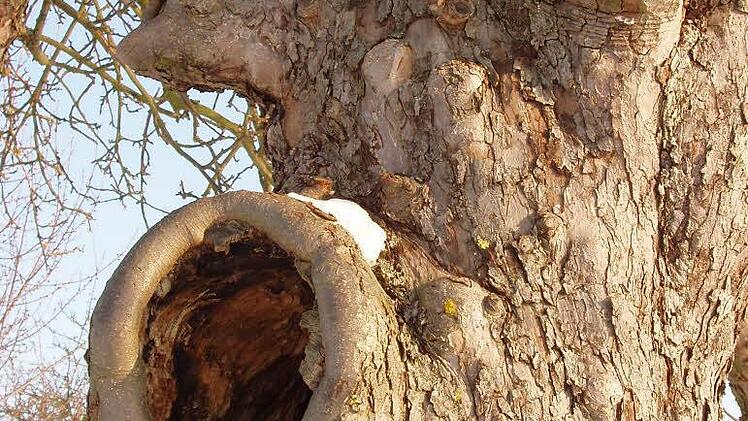 Baumhöhlen zum Überwintern. Foto: Ingrid Dusolt