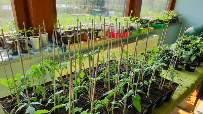 Jungpflanzenanzucht am sonnigen Fenster: Hier fühlen sich Tomaten und Paprika wohl.Dagmar Besand