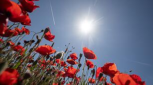 Mohnblumen auf Mallorca