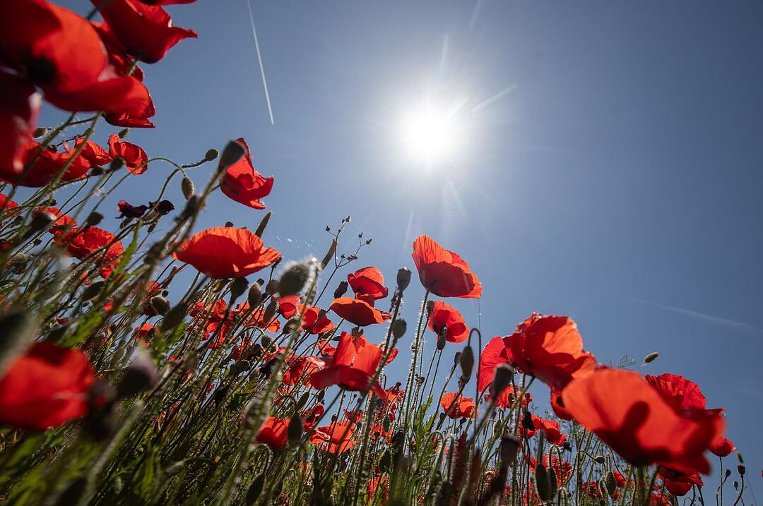 Mohnblumen auf Mallorca