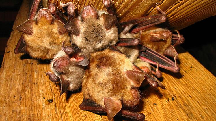 Großes Mausohr. Foto: Landesbund für Vogelschutz