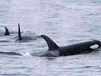 Mysteriöse Orca-Attacken