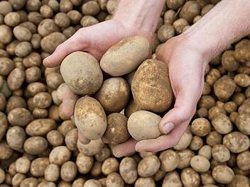 Die Pflanzzeit für die Kartoffeln ist meist Ende April.