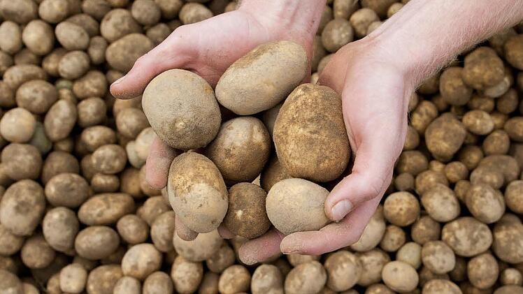 Die Pflanzzeit für die Kartoffeln ist meist Ende April.