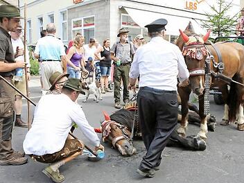 Das auf der Straße liegende Pferd  Foto: Barbara Herbst