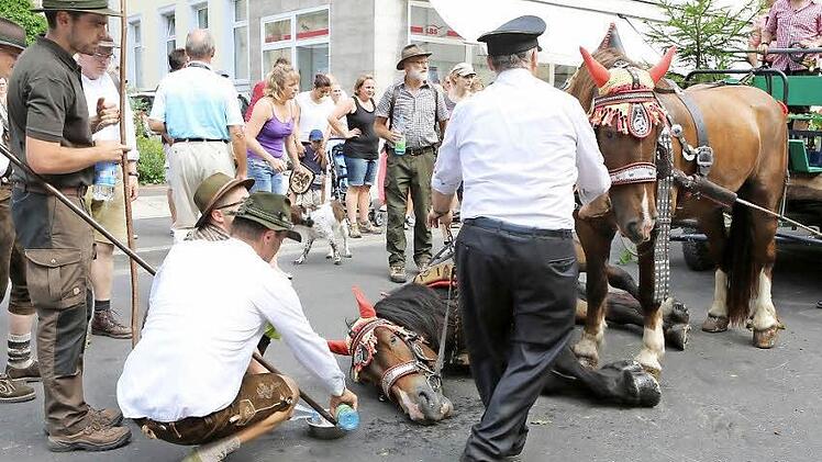 Das auf der Straße liegende Pferd  Foto: Barbara Herbst