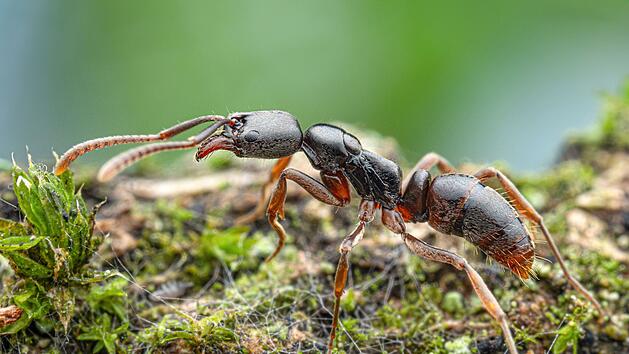 Gef&auml;hrliche Ameisenart erstmals in Deutschland nachgewiesen
