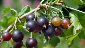 Symbolbild: Reife Jostabeeren (Foto: imago/Waldemar Boegel)