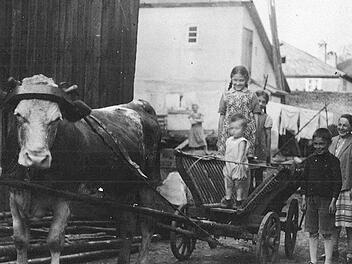 Im Jahr 1930 fuhr man in Steinwiesen die Sommergäste mit dem Kuhgespann spazieren. Foto: Heimatmuseum Steinwiesen