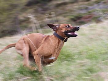 Frau an Baggersee im Kreis Kitzingen gebissen und verletzt: Hunde waren nicht angeleint