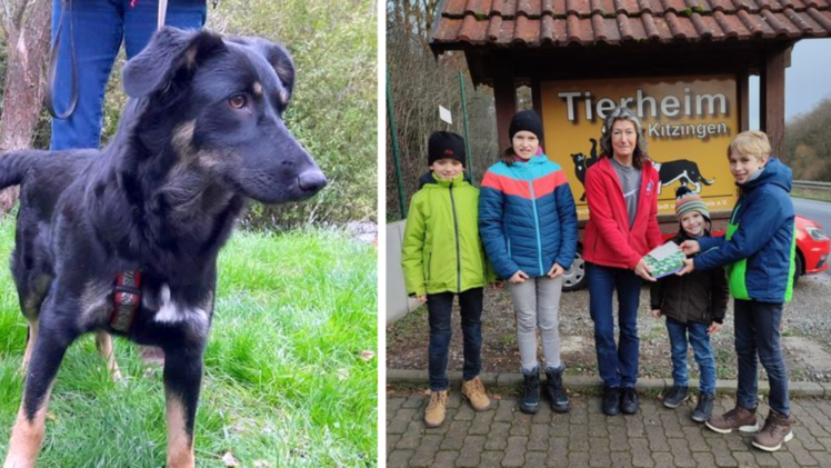 Tierheim Kitzingen: Kinder schenken kranker Hündin Hoffnung - nur teure OP befreit sie von Schmerzen