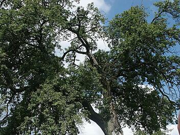 Ein beeindruckender Baum, vor dem Diplom-Biologe Frank Reißenweber da steht: Diese mächtige Feldbirne bei Trübenbach schaut zwar schon ein bisschen altersschwach aus, kann aber noch lockere 20 oder 30 Jahre leben. Fotos: Berthold Köhler