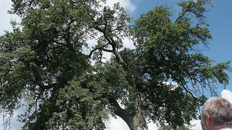 Ein beeindruckender Baum, vor dem Diplom-Biologe Frank Reißenweber da steht: Diese mächtige Feldbirne bei Trübenbach schaut zwar schon ein bisschen altersschwach aus, kann aber noch lockere 20 oder 30 Jahre leben. Fotos: Berthold Köhler