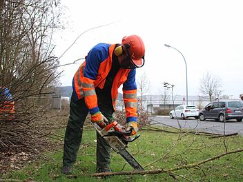 Stadtgärtner Manfred Otto bei der Gehölzpflege.  Foto: Heike Beudert