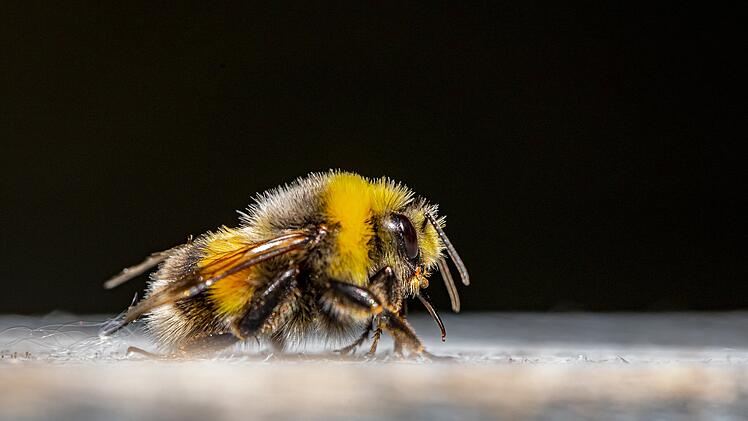 W&uuml;rzburg: Sehen Hummeln bei Bewegung besser? Wissenschaftler finden Beweis