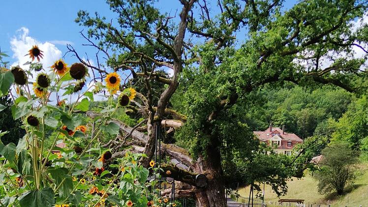 Im lieblichen Klima des Staatsbads blühen jetzt noch die Blumenfelder.   Foto: Julia Raab