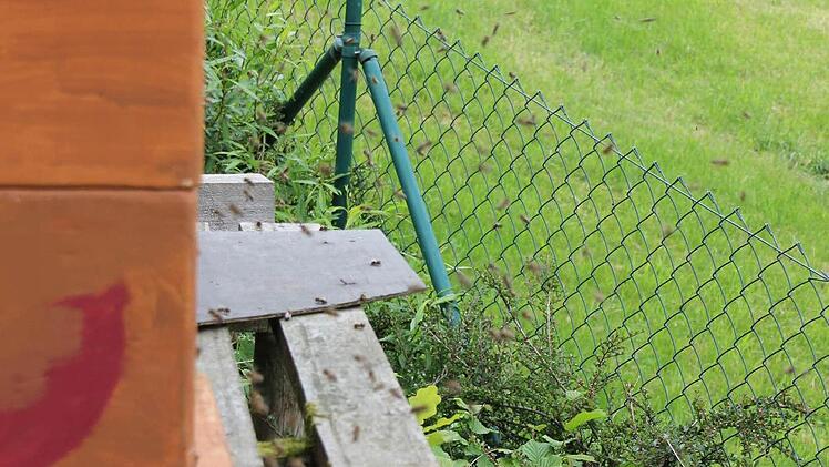 Die Bienen schwirren vor der Öffnung des Bienenkastens. Foto: Friedwald Schedel