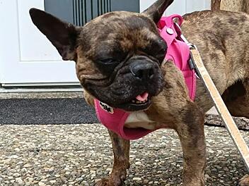 Tierheim Bamberg sucht Zuhause für Französische Bulldogge Gaya