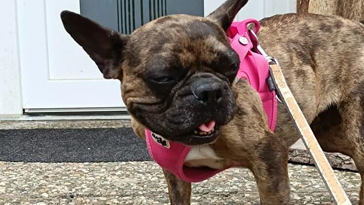 Tierheim Bamberg sucht Zuhause für Französische Bulldogge Gaya