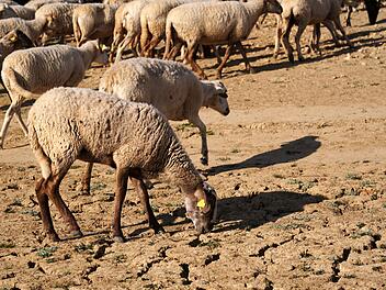 D&uuml;rre in Malaga