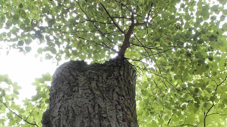 Alte Bäume, die eine Gefahr darstellen, müssen gefällt werden. Fotos: Josef Hofbauer