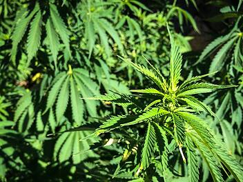 Cannabispflanzen - Symbolfoto: Christopher Schulz