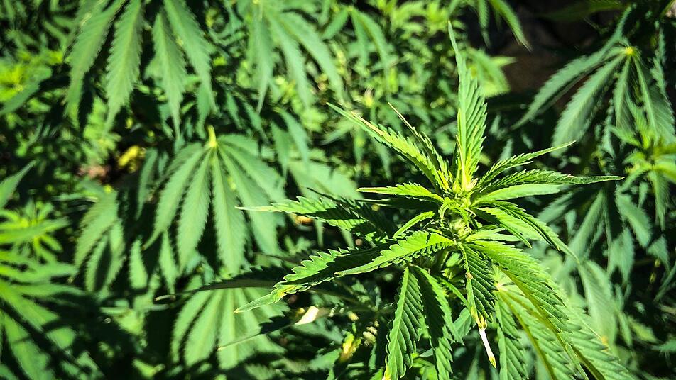 Cannabispflanzen - Symbolfoto: Christopher Schulz