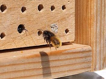 Eine geh&ouml;rnte Mauerbiene, eine der h&auml;ufigsten Wildbienenarten in Deutschland, an einer selbst gestalteten Nisthilfe   Foto: Simone Hepp