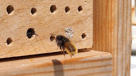 Eine geh&ouml;rnte Mauerbiene, eine der h&auml;ufigsten Wildbienenarten in Deutschland, an einer selbst gestalteten Nisthilfe   Foto: Simone Hepp