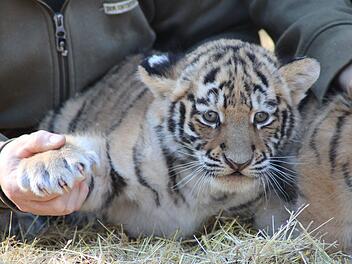 Tigerdrillinge im Tierpark Str&ouml;hen