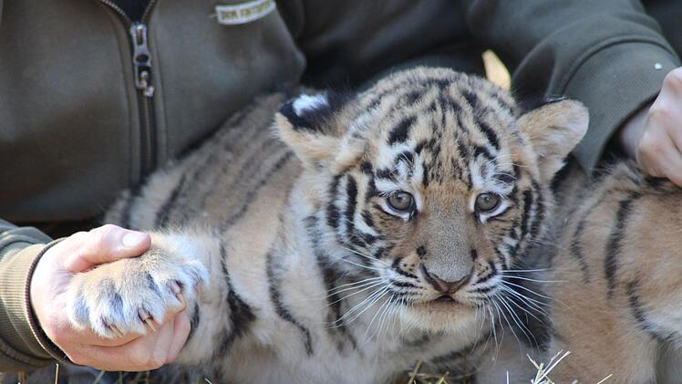 Tigerdrillinge im Tierpark Str&ouml;hen