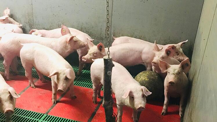 Die letzten Ferkel auf dem Betrieb der Familie Neuner.  Foto: privat