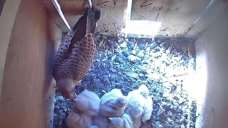 Blick in die Kinderstube der Petzmannsberger Turmfalken: Die sechs Jungvögel werden bald ausfliegen.