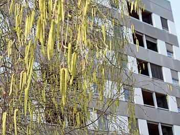 Auch in diesem Jahr werden die Pollen der Birke wieder vielen Allergikern zusetzen. Foto: privat