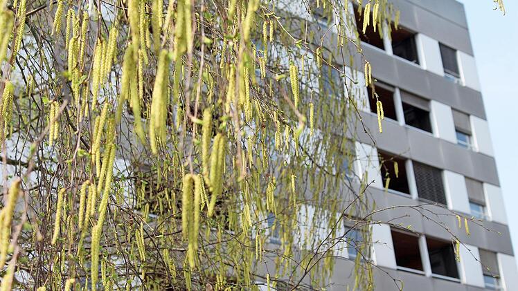 Auch in diesem Jahr werden die Pollen der Birke wieder vielen Allergikern zusetzen. Foto: privat