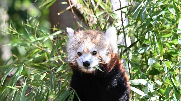 Nachwuchs bei den Kleinen Pandas im Erlebnis-Zoo Hannover
