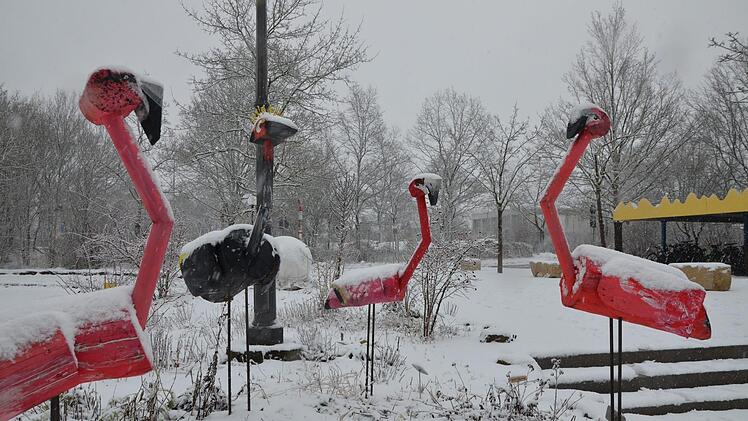 Die Flamingos am Gymnasium sind das Wetter gewohnt.  Fotos: bp
