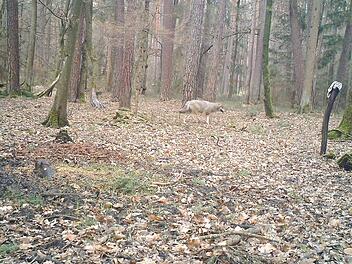 Dieses Farbfoto aus dem Oberhaider Wald dient den Experten des Landesamtes für Umwelt als Beweis: ein Wolf durchstreift den Landkreis.  Foto: privat/Gemeinde Oberhaid