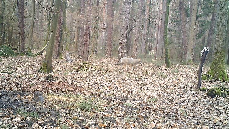 Dieses Farbfoto aus dem Oberhaider Wald dient den Experten des Landesamtes für Umwelt als Beweis: ein Wolf durchstreift den Landkreis.  Foto: privat/Gemeinde Oberhaid