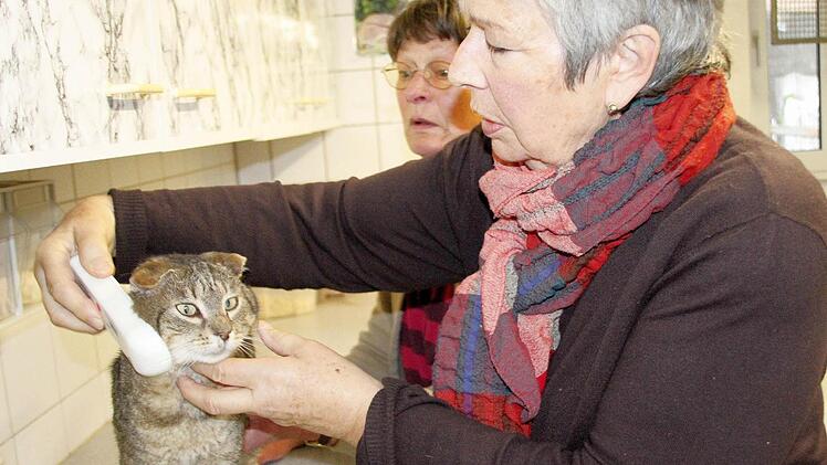 Die Kehrseite der Katzenflut: viele Vierbeiner landen wie Kater Paule im Tierheim bei  Marianne Wende (r.) und Christel Eschler.