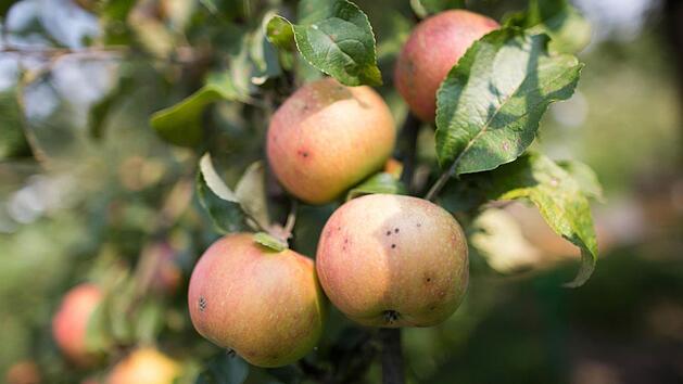 Obstbäume überwintern am besten in einem Gartenbeet, in dem sie bis zum oberen Rand in einem Kübel eingegraben werden. Foto: dpa