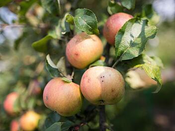 Obstbäume überwintern am besten in einem Gartenbeet, in dem sie bis zum oberen Rand in einem Kübel eingegraben werden. Foto: dpa