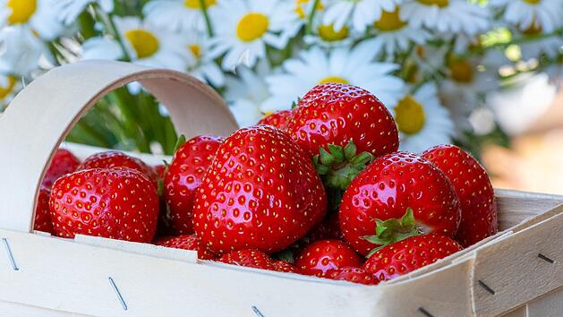Die frischesten Erdbeeren bekommst du, wenn du sie selbst pflückst.