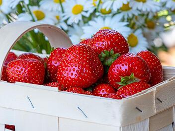 Die frischesten Erdbeeren bekommst du, wenn du sie selbst pflückst.