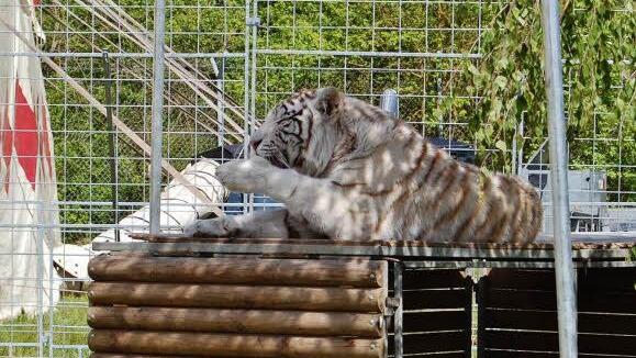 Zirkus Voyage in Bad Kissingen 2016. Foto: Sigismund von Dobschütz