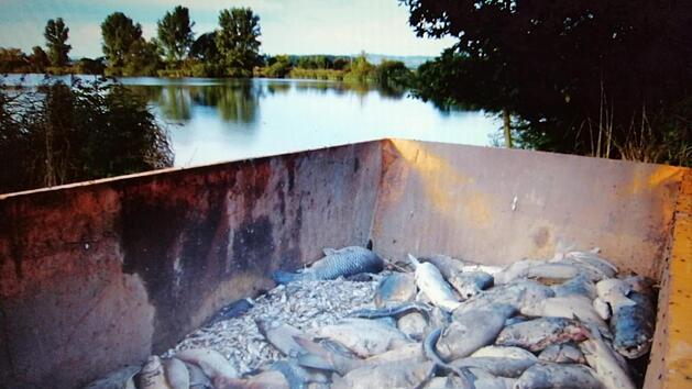 Ein Fischsterben wie im September 2014 am Haucksee konnte in diesem Sommer bisher verhindert werden, mehrere Seen im Kreis Ha&szlig;berge leiden aber unter geringen Sauerstoffwerten. Foto: privat